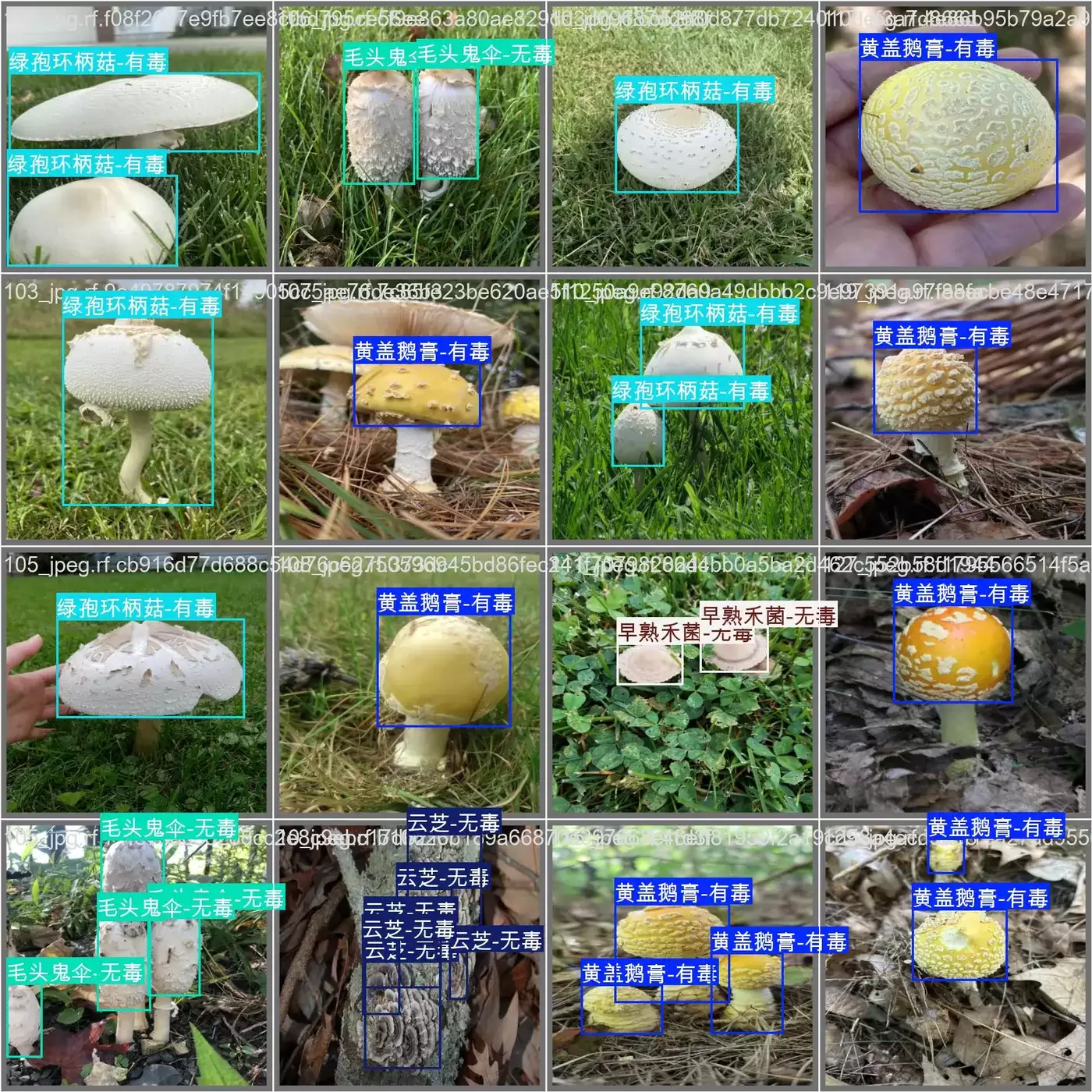 野生菌智能识别分享 野生菌有毒无毒物种识别数据集