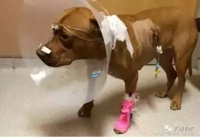 豪猪镇之秋医院故事多如何取得成就-豪猪镇之秋医院故事多成就获取方法分享