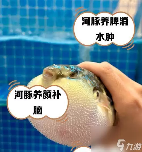 我的世界中河豚的神奇效果 探索河豚的魅力