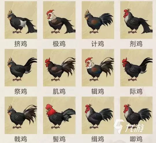 华夏千秋鸡有什么用 华夏千秋鸡的作用一览