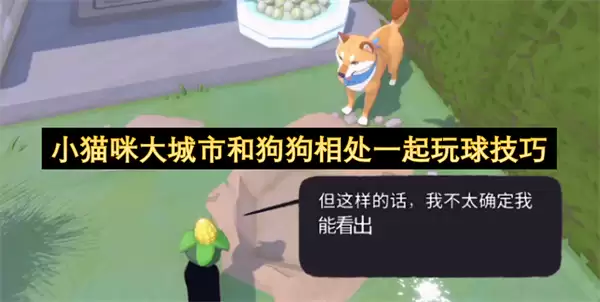 小猫咪大城市和狗狗一起玩球相处技巧
