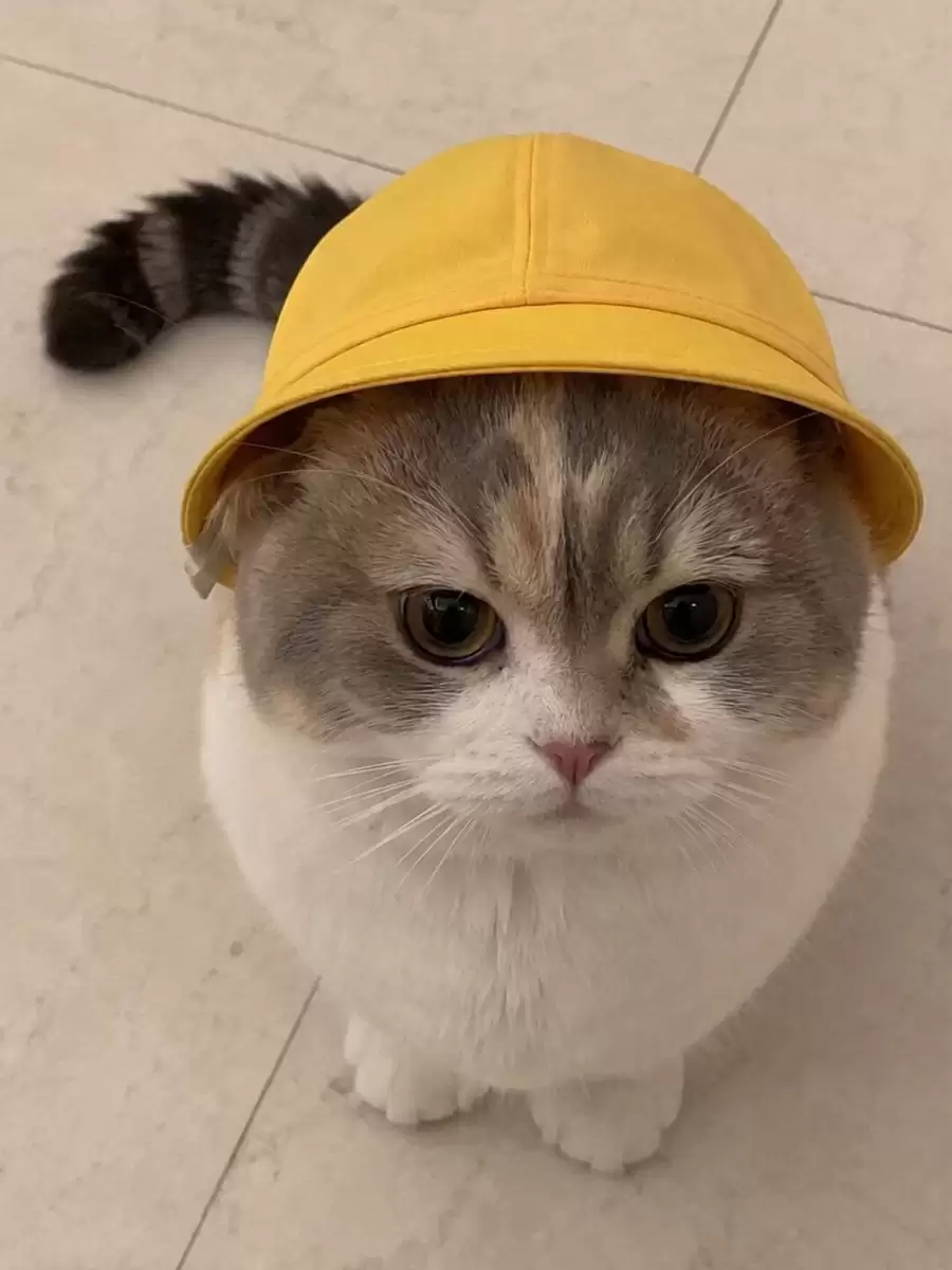 曼基康猫会说话的视频提示词
