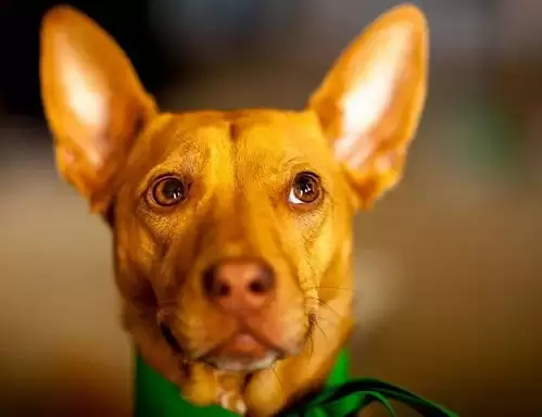 红色沙漠稀有宠物萨路基猎犬在哪