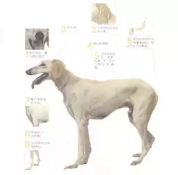 红色沙漠稀有宠物萨路基猎犬在哪