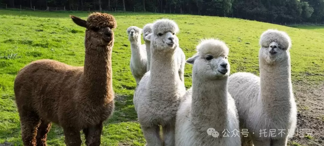 Windows本地体验最强开源模型：Llama3！