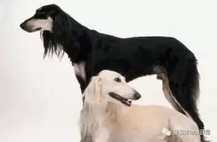 红色沙漠稀有宠物萨路基猎犬哪找