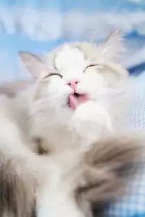红色沙漠怎样快速抓布偶猫