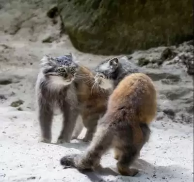 红色沙漠长毛猫 在哪里能够获取
