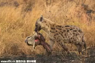红色沙漠鬣狗头盔如何获得-红色沙漠鬣狗头盔获取方法分享