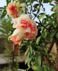 我的花园世界玛瑙石榴花如何样-我的花园世界玛瑙石榴花如何