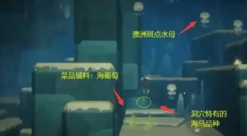 潜水员戴夫澳洲斑点水母1 潜水员戴夫澳洲斑点水母1