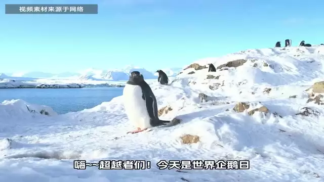 在奈科特之外 我们遇见了最坚韧的生存奇迹！