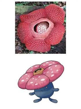 宝可梦Pokopia臭臭花如何招募