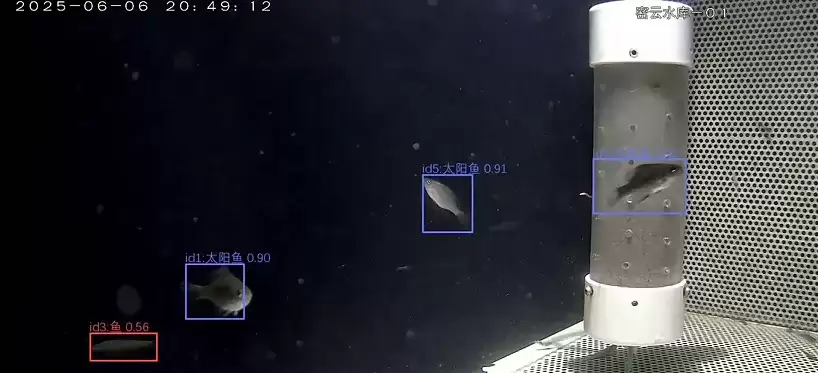 湿地生态监测水下摄像头图像质量提升与鱼类识别模型部署实战
