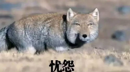 种田掌门人藏狐精厉害吗-种田掌门人藏狐精好不好用
